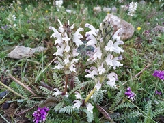 Pedicularis cheilanthifolia