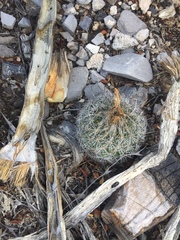 Rapicactus beguinii