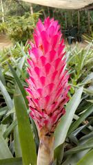 Quesnelia quesneliana