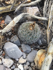 Rapicactus beguinii