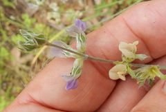 Pediomelum digitatum