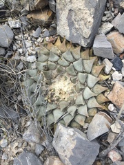 Ariocarpus retusus retusus