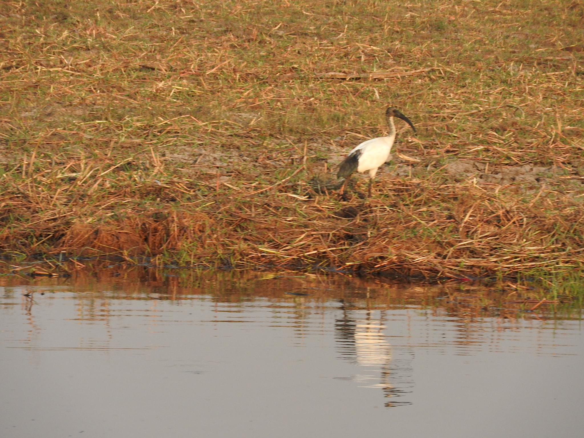African Sacred Ibis
