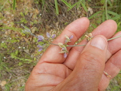 Pediomelum digitatum