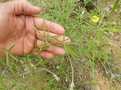 Pediomelum digitatum