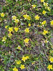 Halerpestes tricuspis