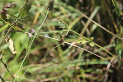 Choerades fuliginosa