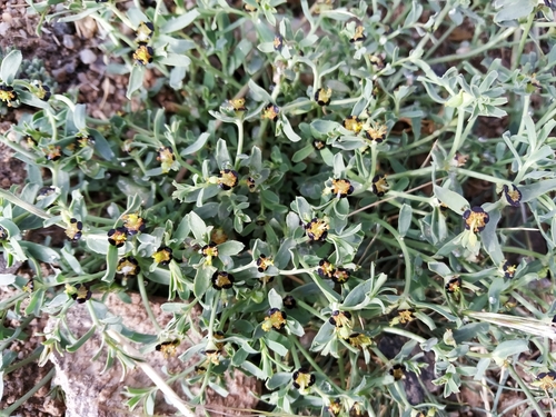Euphorbia tibetica