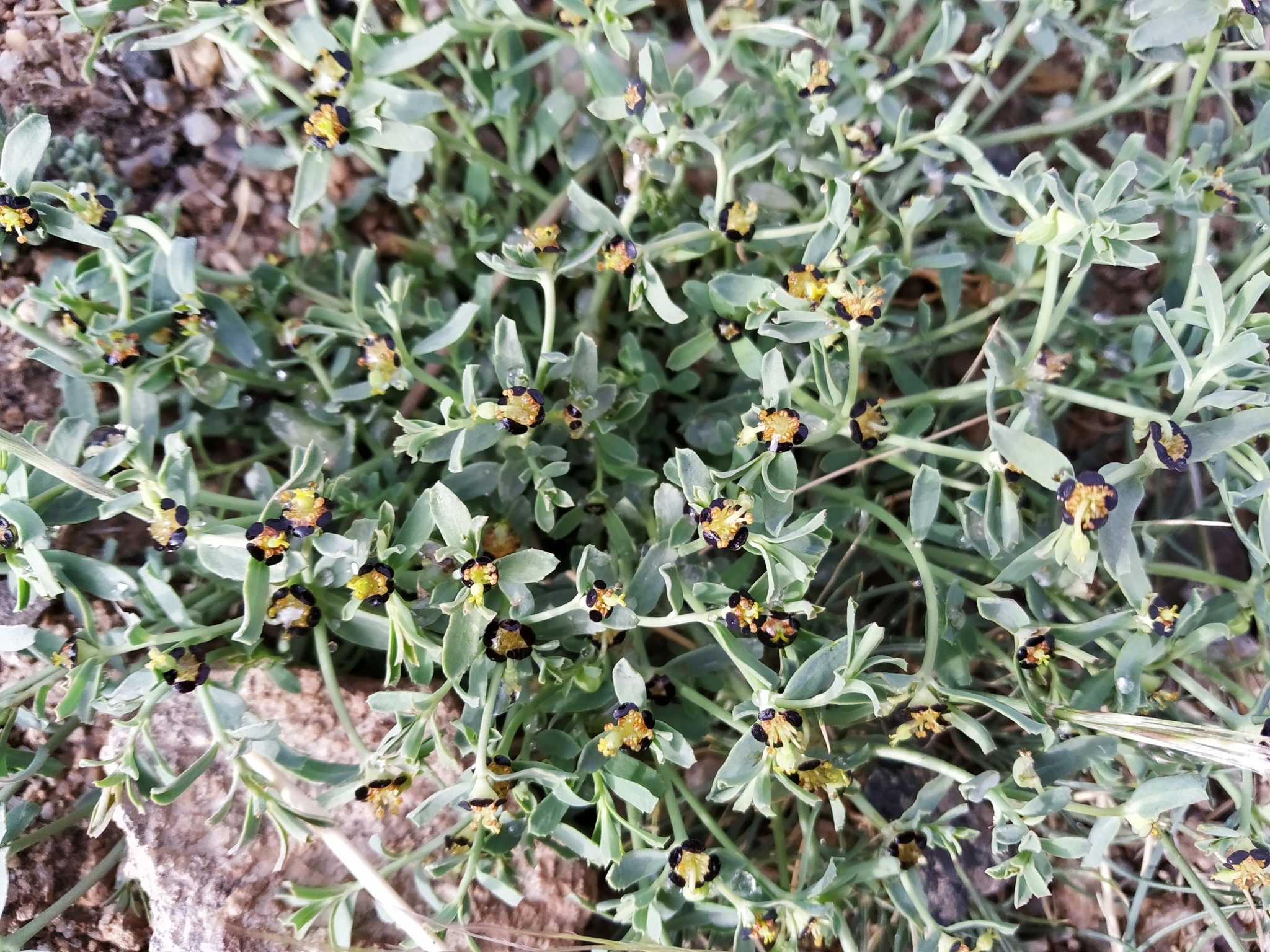 Euphorbia tibetica