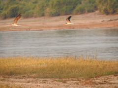 Rynchops flavirostris
