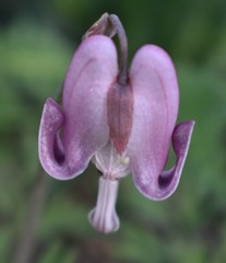 Dicentra pauciflora
