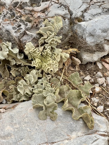 Image of Verbascum undulatum by (c) Karen Guin, some rights reserved (CC BY)