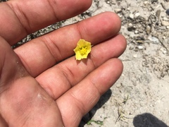 Zephyranthes longifolia