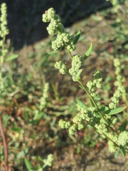 Chenopodium album