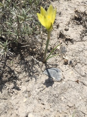 Zephyranthes longifolia