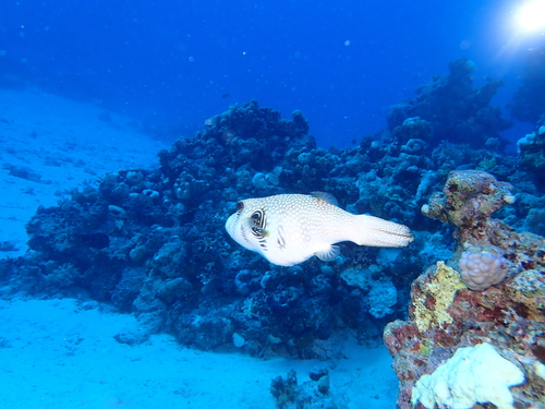 White-spotted Puffer — seen at this dive site