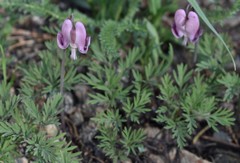 Dicentra pauciflora