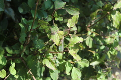 Platycnemis