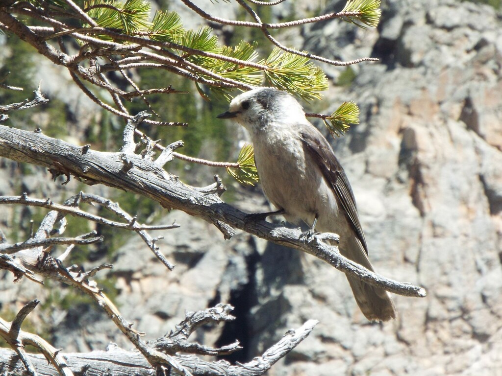 Gray Jay (Rocky Mts.)
