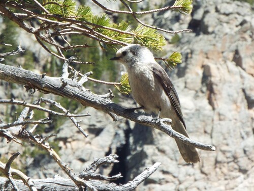 Gray Jay (Rocky Mts.)