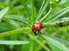 Harmonia axyridis