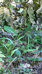 Dichanthelium xanthophysum