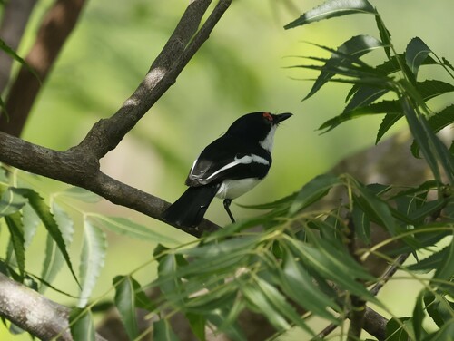 Brown-throated Wattle-eye (Platysteira cyanea), photo 10