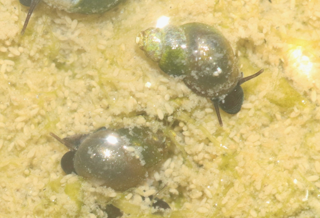 Heleobia chimbaensis