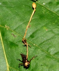 Ophiocordyceps sphecocephala