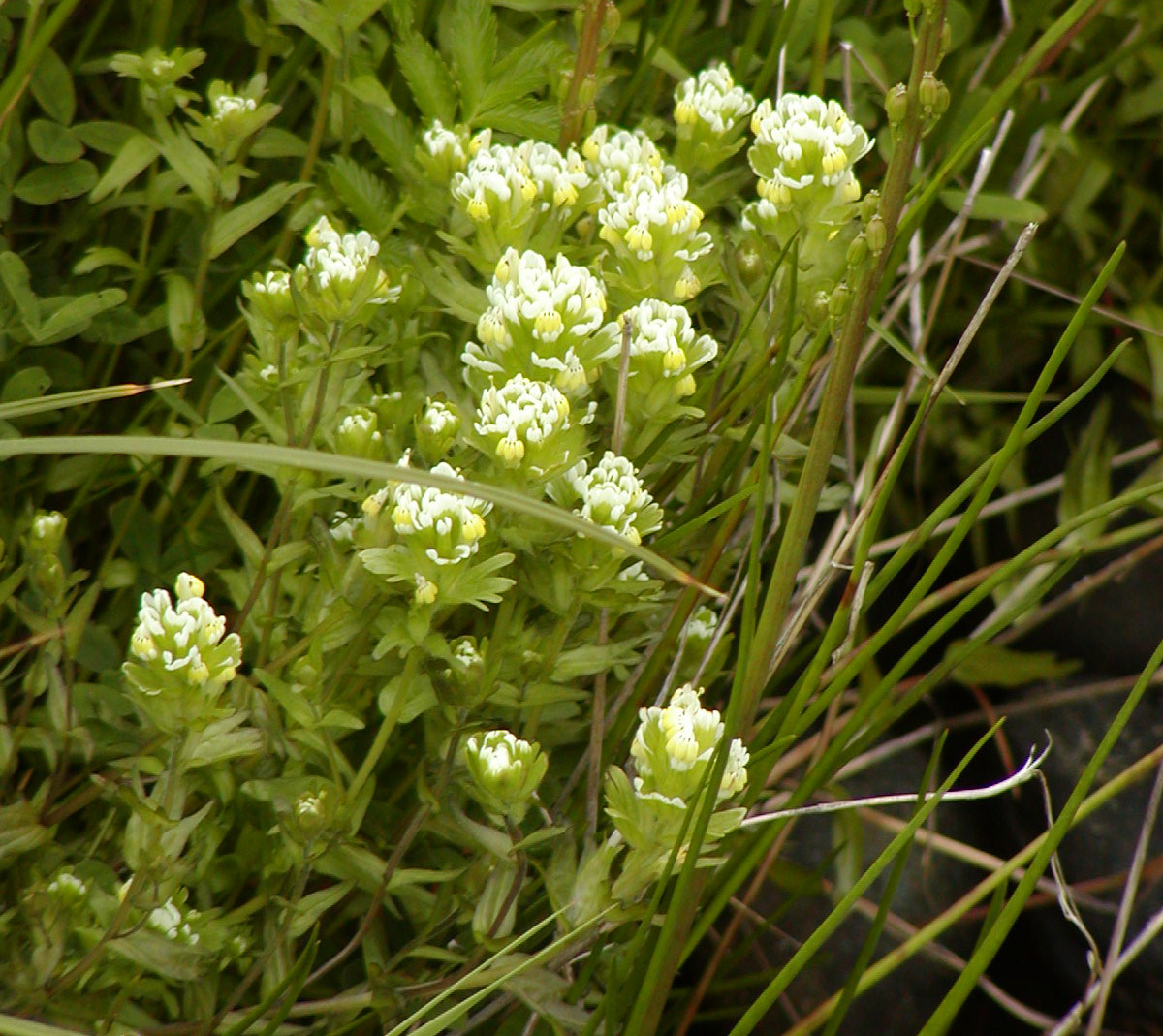 Castilleja ambigua