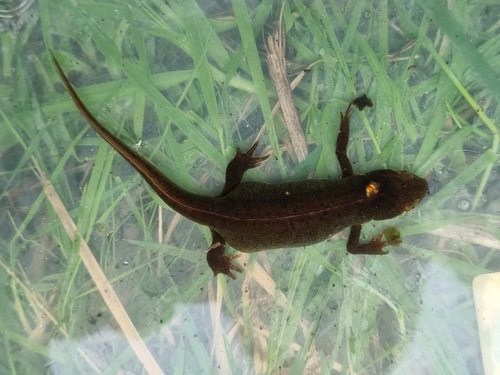 Palmate Newt, Nogent-sur-Oise, France, photo 9 of 10