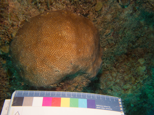 Stephanocoenia intersepta