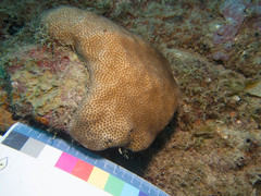 Stephanocoenia intersepta