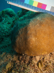 Stephanocoenia intersepta