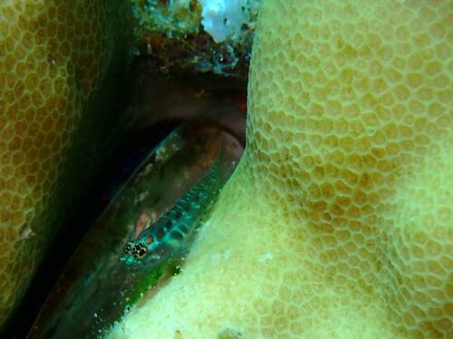 Spotted dwarfgoby (Eviota guttata) — Gobiidae — 5