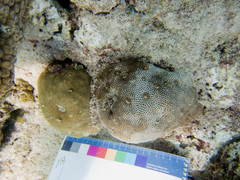 Stephanocoenia intersepta