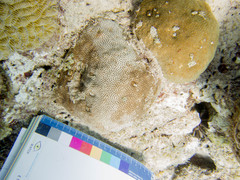 Stephanocoenia intersepta