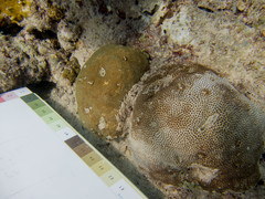 Stephanocoenia intersepta