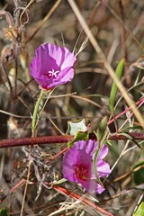 Clarkia amoena