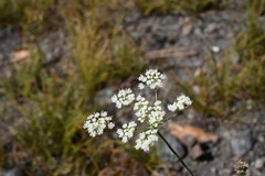 Perideridia parishii