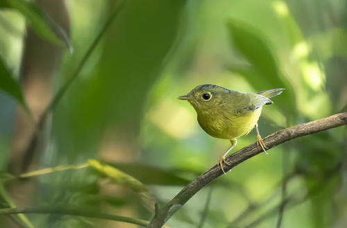 Grey-crowned Warbler (Phylloscopus tephrocephalus), photo 6