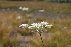Perideridia parishii