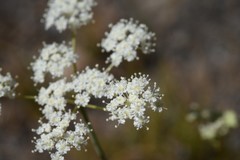 Perideridia parishii