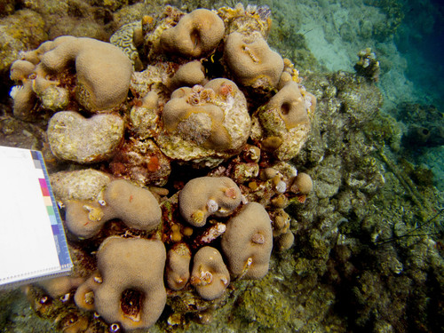 Orbicella annularis