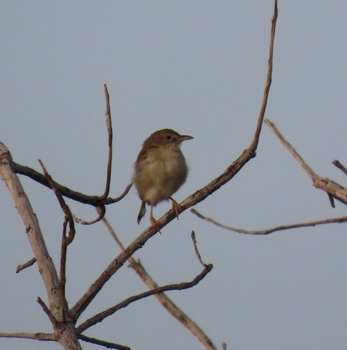 iNaturalist image