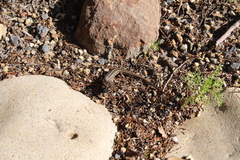 Trachylepis capensis