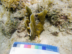 Millepora complanata