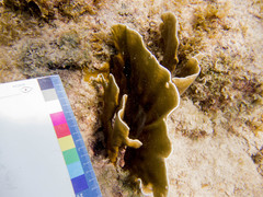 Millepora complanata