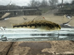 Kentucky Darter photo 5