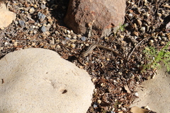 Trachylepis capensis